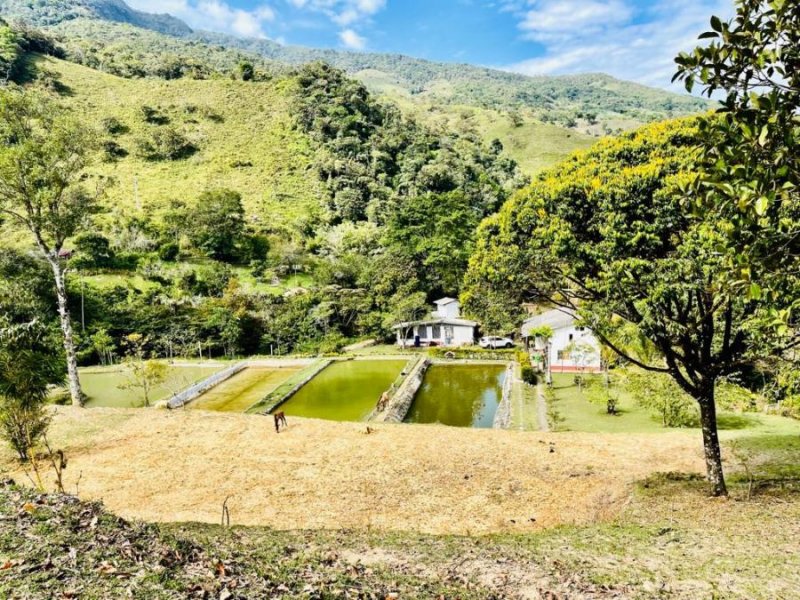 Foto Finca en Venta en Vereda La Tebaida, San Luis, Antioquia - $ 600.000.000 - FIV191513 - BienesOnLine