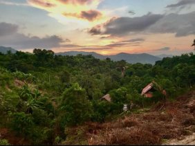 Finca de dos Hectáreas con frutales y flores tropicales en Producción