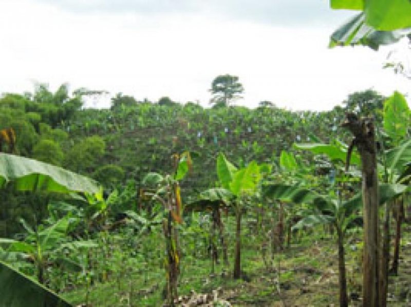Foto Lote en Venta en Armenia, Quindío - $ 330.000.000 - LOV55054 - BienesOnLine