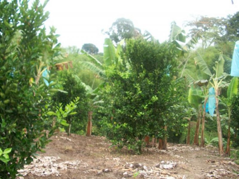 Foto Finca en Venta en Armenia, Quindío - $ 2.147.483.647 - FIV26560 - BienesOnLine