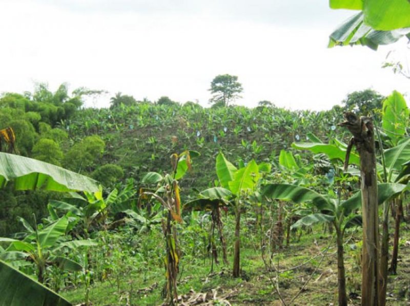 Foto Lote en Venta en Afueras, Montenegro, Quindío - $ 240.000.000 - LOV54979 - BienesOnLine