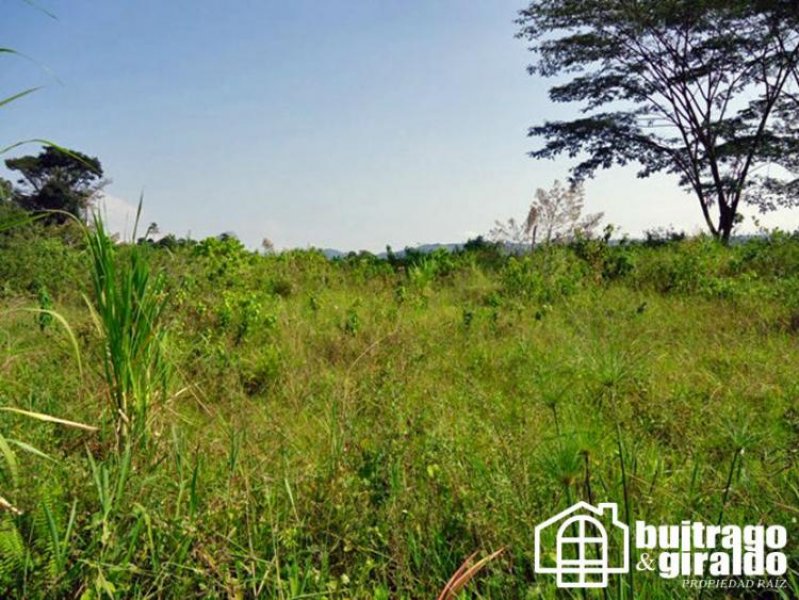 Foto Lote en Venta en Palestina, Caldas - $ 200.000.000 - LOV85108 - BienesOnLine