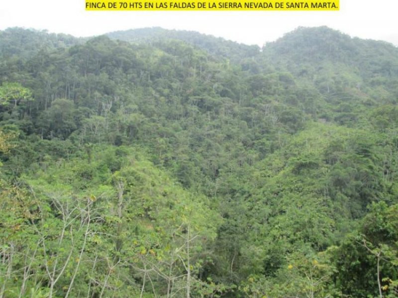 Foto Finca en Venta en FALDAS DE LA SIERRA NEVADA DE SANTA MARTA., Santa Marta, Magdalena - 70 hectareas - $ 175.000.000 - FIV112812 - BienesOnLine