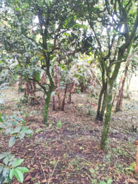 Lote en Venta en  Vereda Alto el Frisol, Cundinamarca