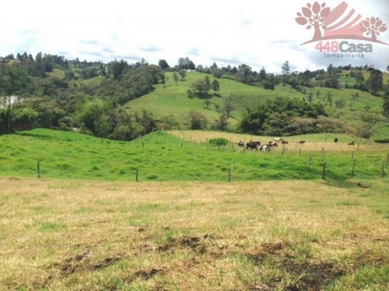 Foto Lote en Venta en Vereda Las Garzonas, Carmen de Viboral, Antioquia - $ 350.000.000 - LOV86088 - BienesOnLine