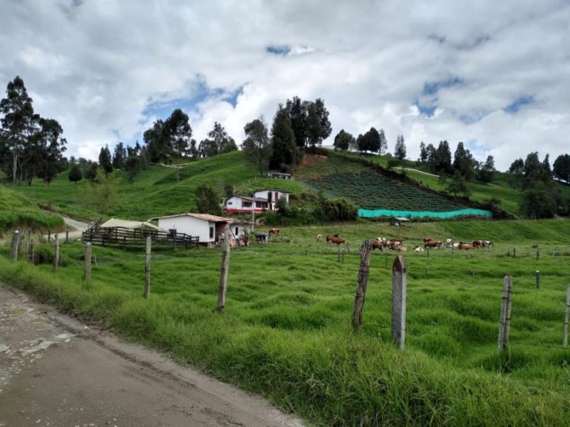 Finca en Venta en Vereda el Turco Vereda El Turco, Antioquia