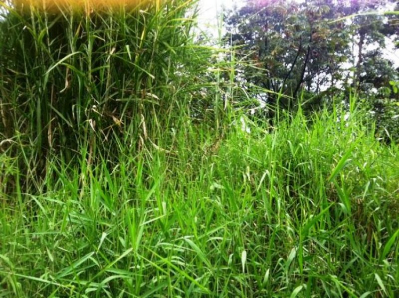 Foto Lote en Venta en Medellín, Antioquia - $ 1.500.000.000 - LOV30982 - BienesOnLine