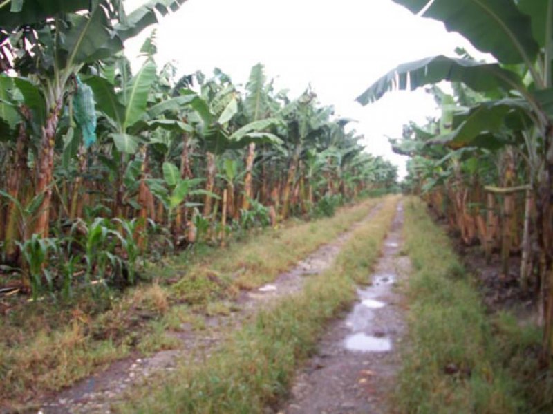 Foto Finca en Venta en Montenegro, Quindío - $ 180.000.000 - FIV26558 - BienesOnLine