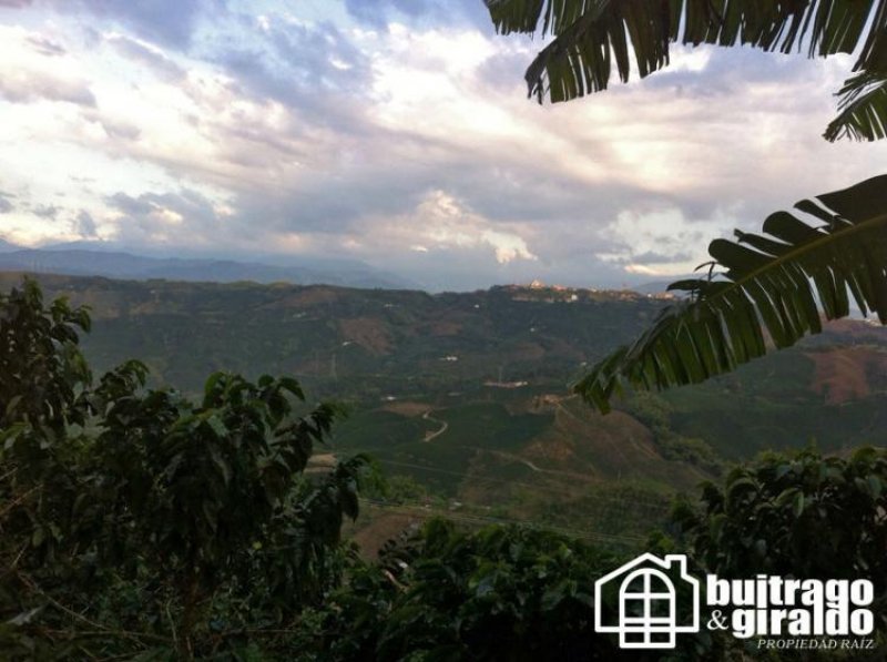 Foto Lote en Venta en Palestina, Caldas - $ 350.000.000 - LOV84480 - BienesOnLine