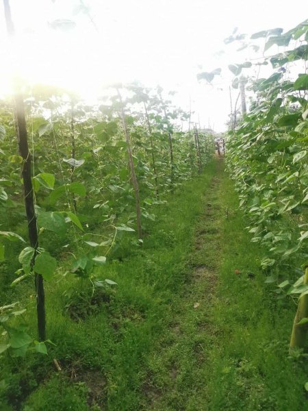 Lote en Venta en FUSAGASUGA FUSAGASUGA, Cundinamarca