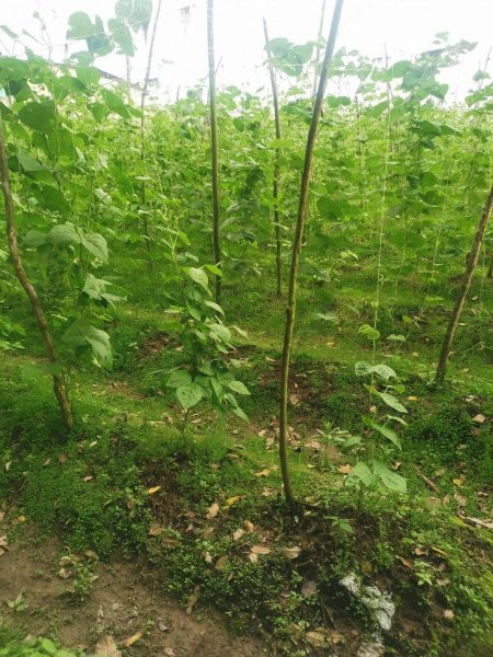 Lote en Venta en FUSAGASUGA CAMINO REAL FUSAGASUGA, Cundinamarca