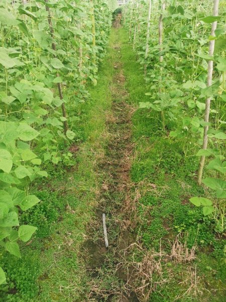 Lote en Venta en CAMINO REAL FUSAGASUGA, Cundinamarca