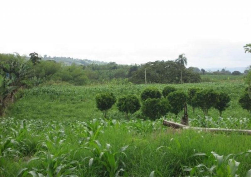 Foto Lote en Venta en SECTOR NORTE POR AV 19, Armenia, Quindío - $ 2.100.000.000 - LOV85427 - BienesOnLine