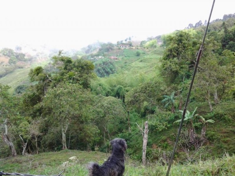 Foto Finca en Venta en , Valle del Cauca - $ 250.000.000 - FIV117544 - BienesOnLine