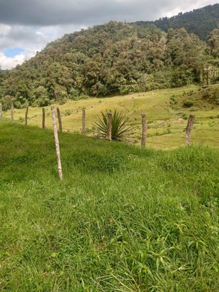 Finca en Venta en vereda santodomingo limites entre cauca y huila, Huila
