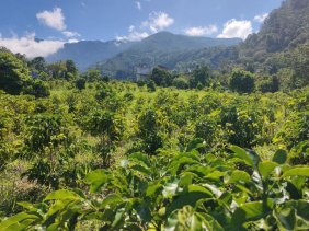 SE VENDE LOTE EN CARIACO BAJO