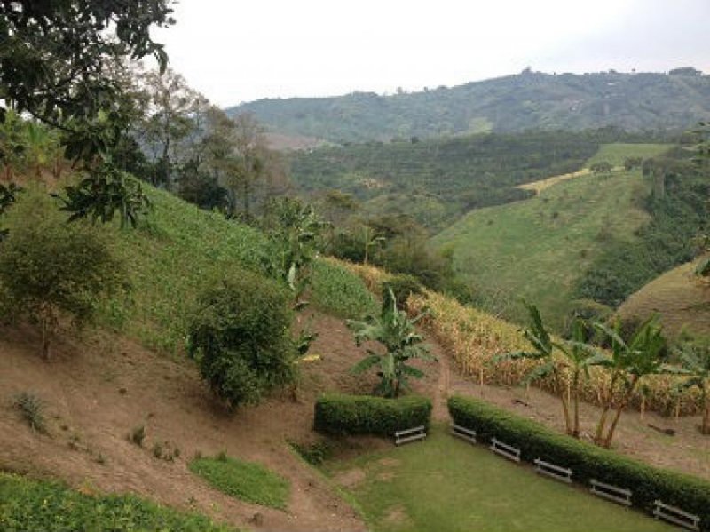 Foto Finca en Venta en CHINCHINA, Chinchiná, Caldas - $ 225.000.000 - FIV92921 - BienesOnLine