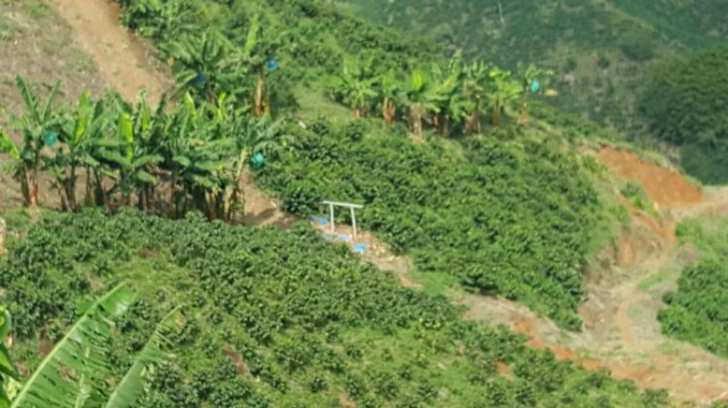 Foto Finca en Venta en CHINCHINA, Manizales, Caldas - $ 300.000.000 - FIV105771 - BienesOnLine
