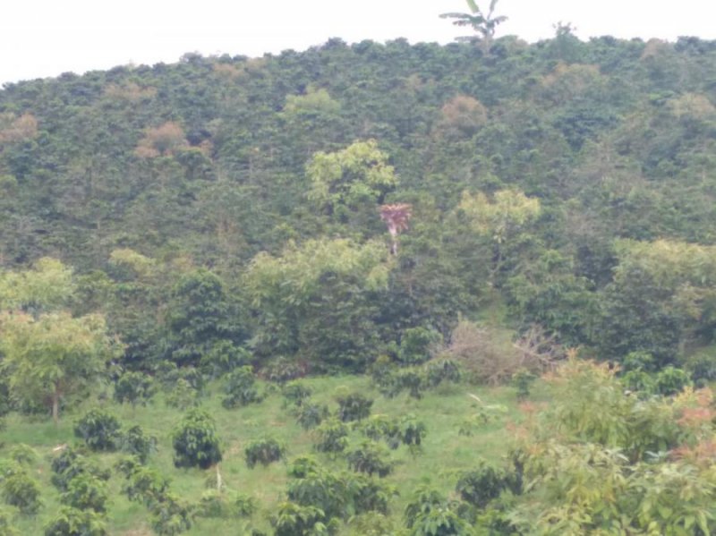 Finca en Venta en  Vereda tres esquinas alto corozal La Cumbre, Huila