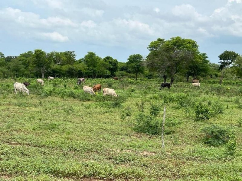 Finca en Venta en  Ríohacha, La Guajira